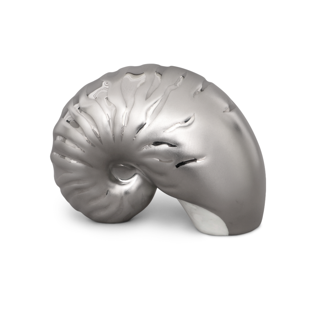 Nautilus Shell